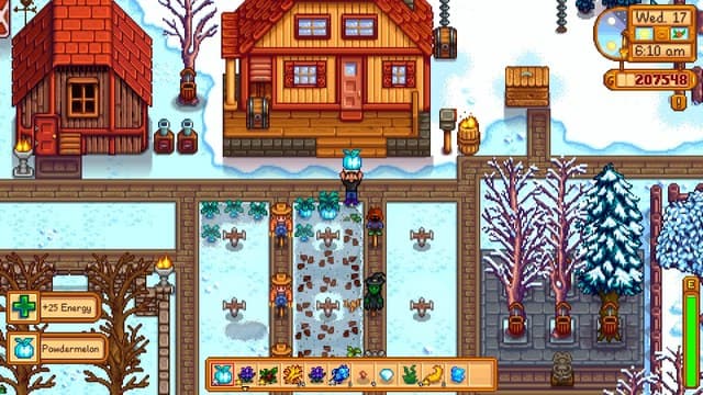 The player harvests a fresh Powdermelon in his garden in Stardew Valley.